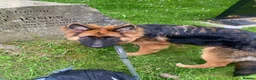 German Shepherd dogs for sale: COCO German Shepard  in Oldham - Advert 6