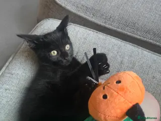 Mixed Breed cats Adorable & Playful little black Kittens Ready Now - Advert 2