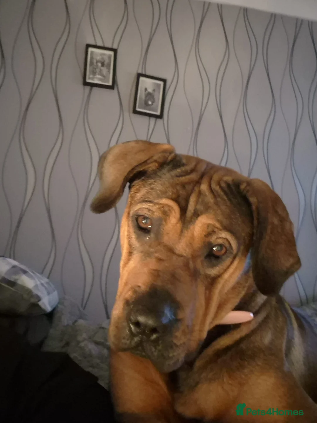 Mixed Breed dogs for sale: Female rottie x  - Advert 2