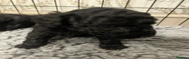 Labradoodle 1 black 