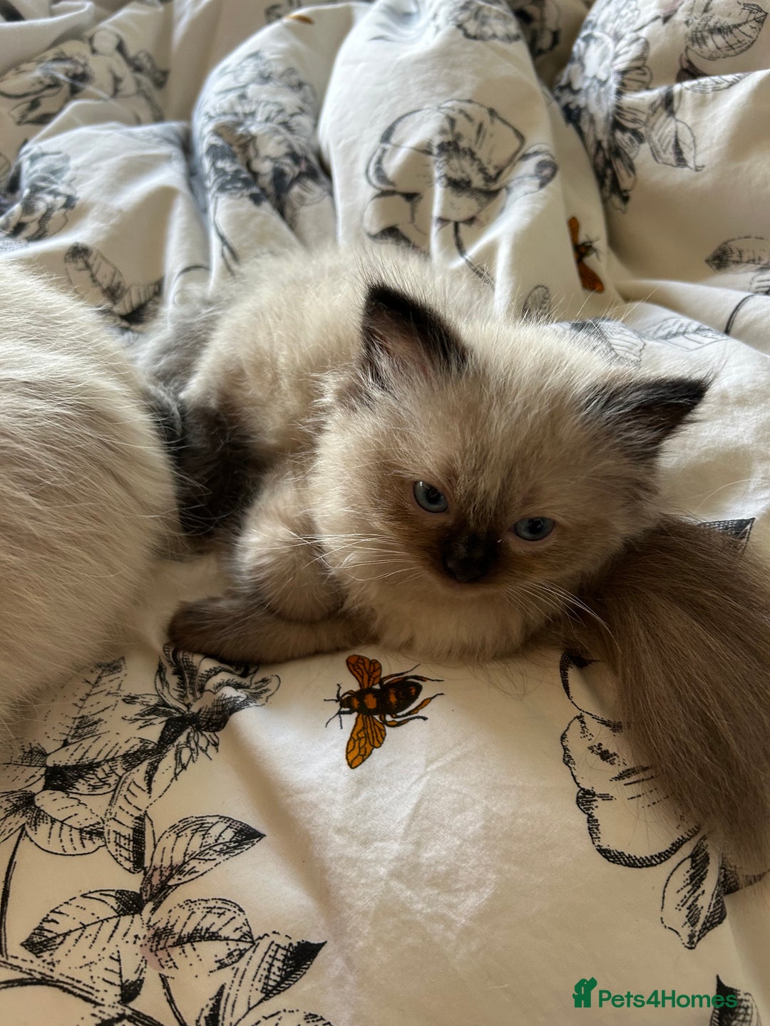 Ragdoll cats for sale: Beautiful chunky ragdoll Kitten - Image 5