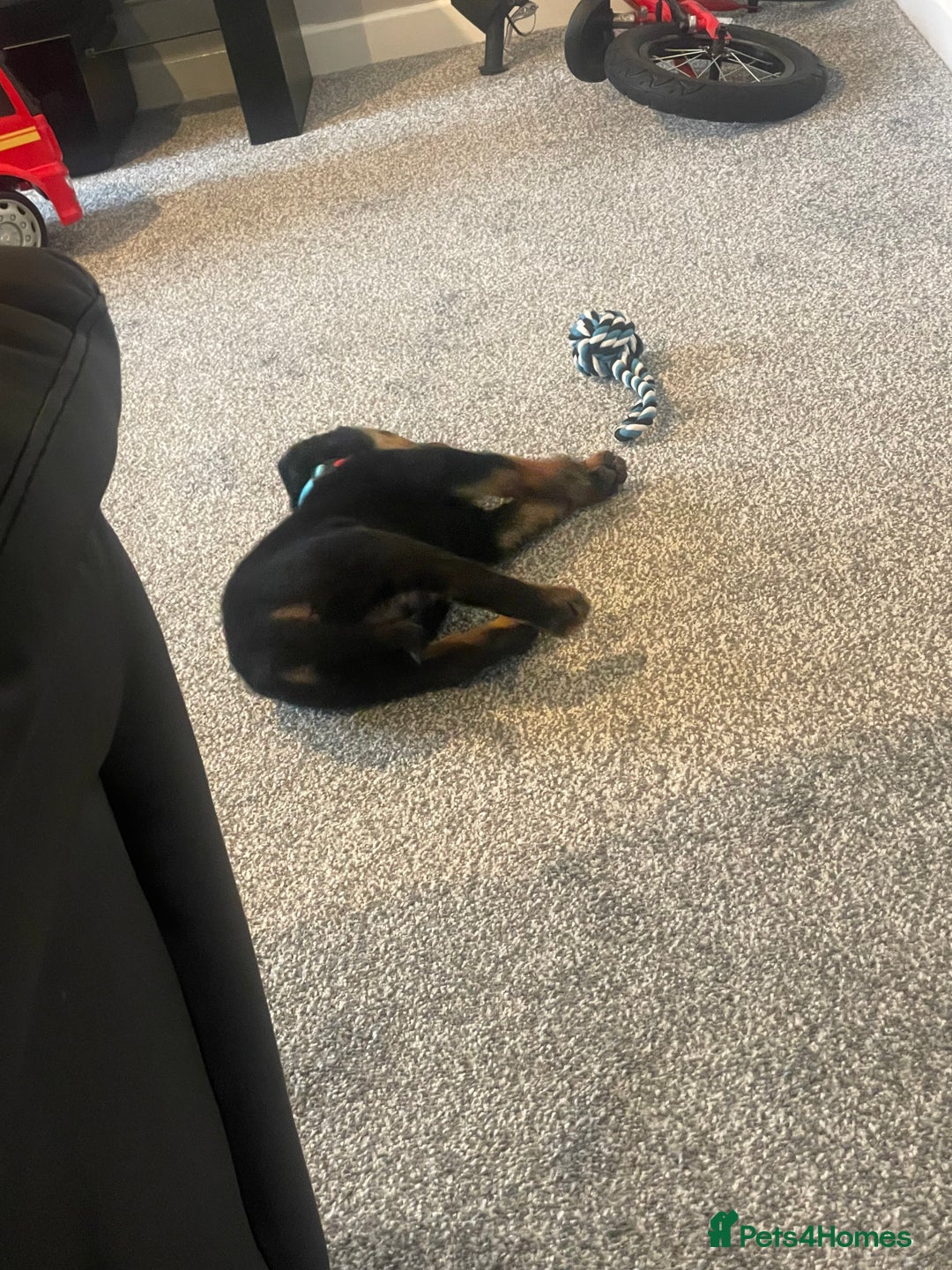 Rottweiler dogs for sale: Selling an 11 weeks old Rottweiler puppy. - Advert 7