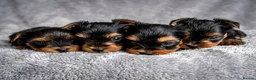 Yorkshire Terrier dogs for sale: Miniature Yorkshire Terrier  - Advert 8