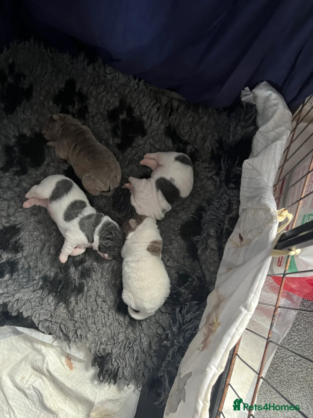 Shar Pei dogs for stud: lilac flower bear coat stud kc reg proven  in Sunderland - Advert 8