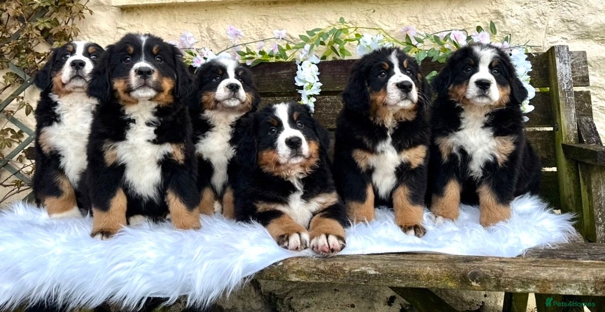 Bernese Mountain Dog dogs for sale: 🐾 Beautiful KC Bernese Mountain Dog Puppies 🐾  - Advert 1