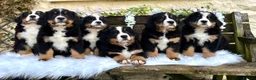 Bernese Mountain Dog dogs for sale: 🐾 Beautiful KC Bernese Mountain Dog Puppies 🐾  - Advert 1