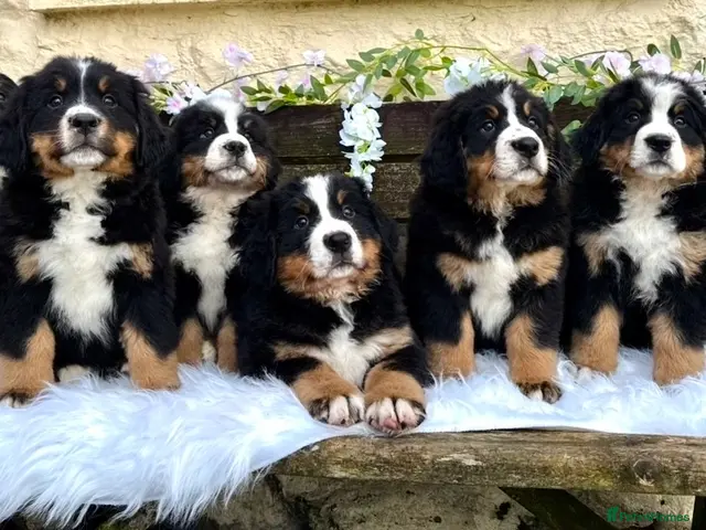 Bernese Mountain Dog dogs for sale: 🐾 Beautiful KC Bernese Mountain Dog Puppies 🐾 - Advert 1