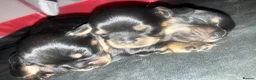 Cavalier King Charles Spaniel dogs for sale: Beautiful Chunky King Charles spaniel puppies  in Manchester - Advert 2