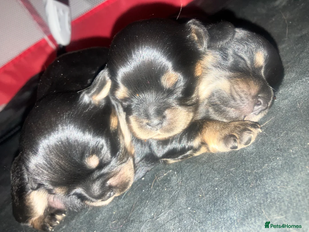 Cavalier King Charles Spaniel dogs for sale: Beautiful Chunky King Charles spaniel puppies  in Manchester - Advert 2