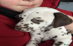 Dalmatian dogs for sale: KC Dalmatian Puppies  - Advert 28