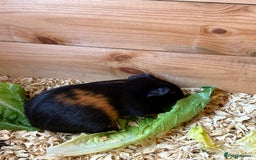 Guinea Pig rodents for sale: 2 Female Guinea Pigs - Image 2