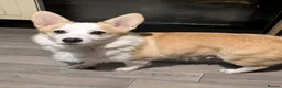 Welsh Corgi Pembroke dogs for sale: Retired pembcorgi girl fully dna tested - Advert 2