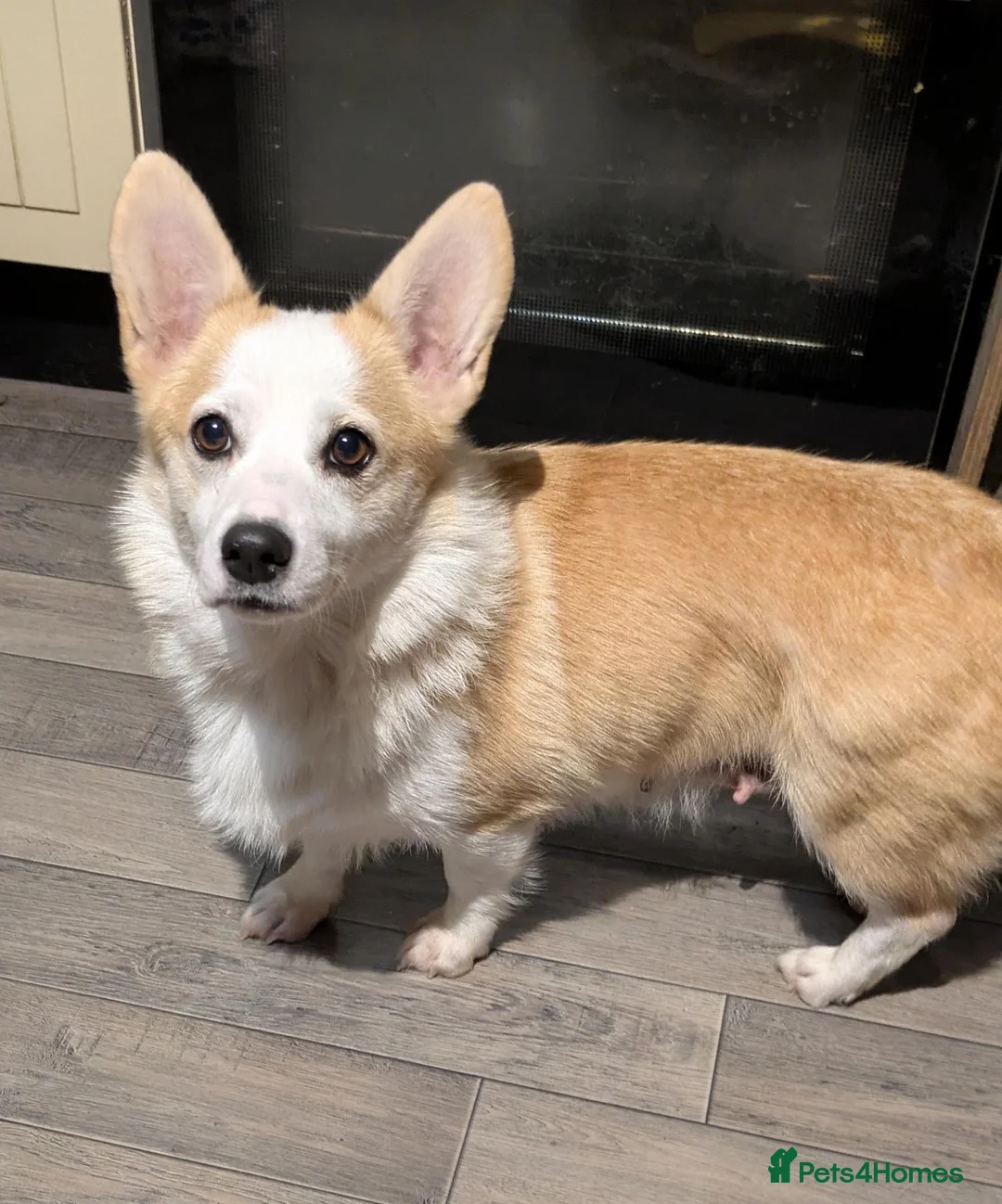 Welsh Corgi Pembroke dogs for sale: Retired pembcorgi girl fully dna tested - Advert 2