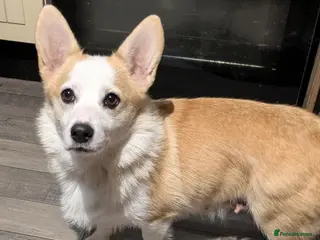 Welsh Corgi Pembroke dogs Retired pembcorgi girl fully dna tested - Advert 2