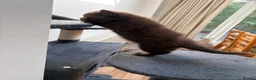 British Shorthair cats for sale: Chocolate GCCF Pure Pedigree British Shorthair - Advert 8