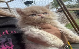 Persian cats for sale: GCCF registered Persian boy! (Colourpoint carrier) - Image 16