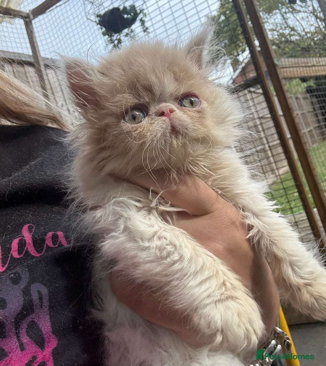 Persian cats for sale: GCCF registered Persian boy! (Colourpoint carrier) - Image 16