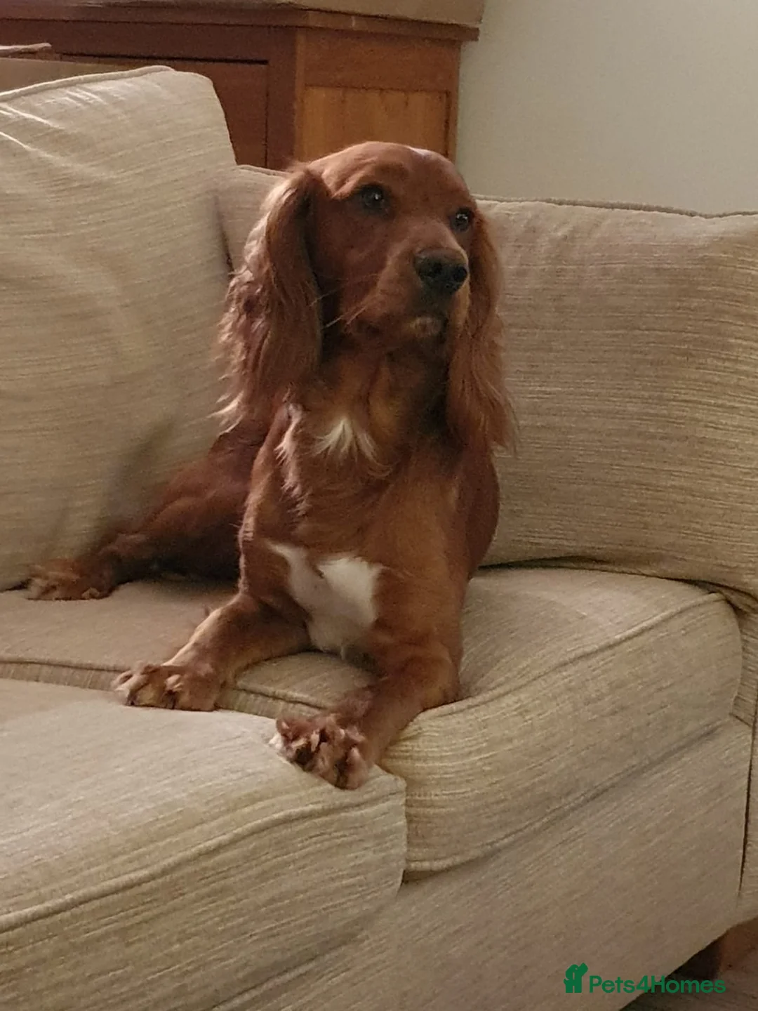 Sprocker dogs for sale: Beautiful Sprocker Spaniel Puppies in Badminton - Advert 12