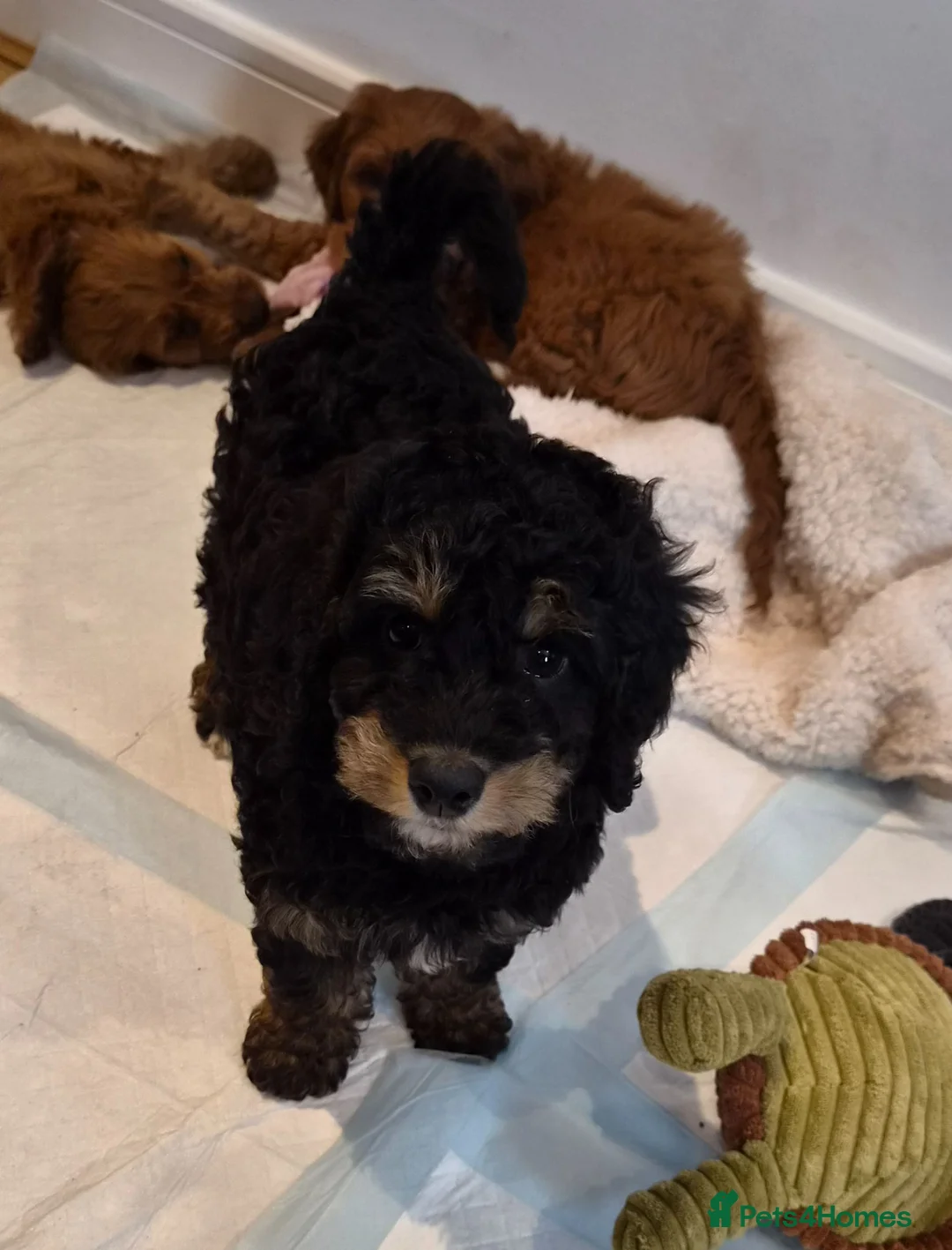 Cavapoo dogs for sale: Gorgeous Cavapoo puppies - Advert 1