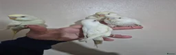 Budgerigars birds for sale: Hand tame budgies  - Advert 2