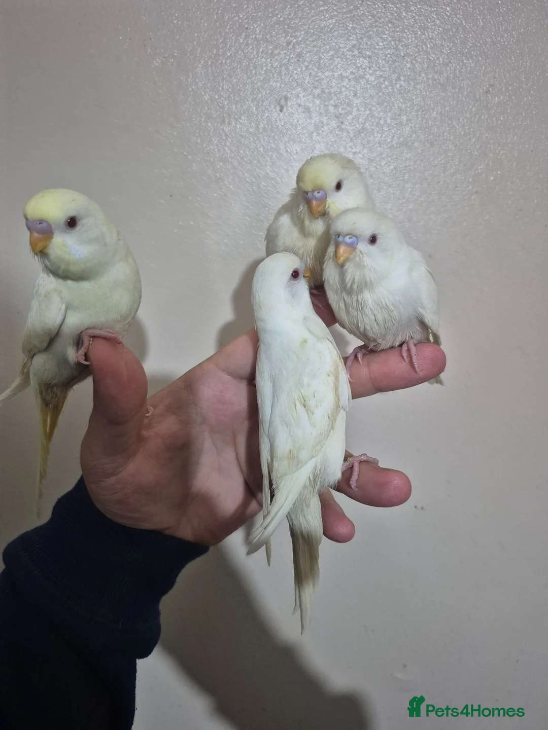 Budgerigars birds for sale: Hand tame budgies  - Advert 2