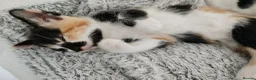 Mixed Breed cats for sale: Lovely kittens looking for their forever home. in Birmingham - Advert 15