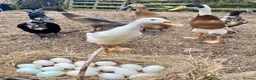 Ducks poultry for sale: Unsexed Indian Runner Ducklings + Fertile Eggs - Advert 7