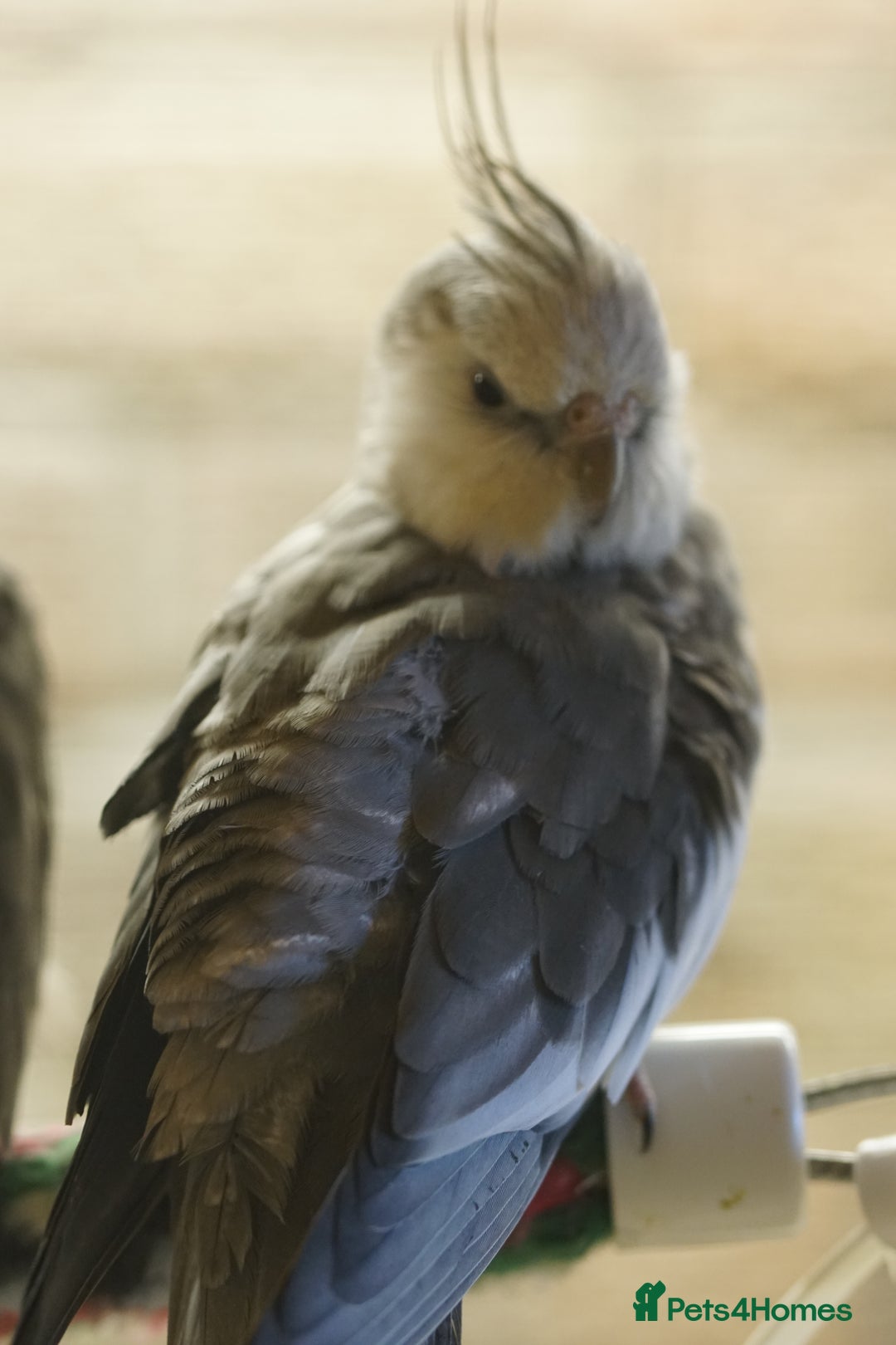 Cockatiels birds for sale: Cockatiels Mixed Genders  - Advert 13