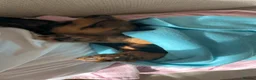 Dachshund dogs for sale: Beautiful Long-Haired Dachshund puppy for rehoming in London - Advert 5