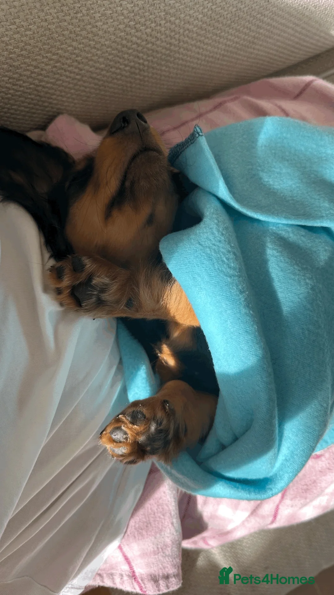 Dachshund dogs for sale: Beautiful Long-Haired Dachshund puppy for rehoming in London - Advert 5
