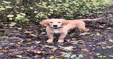 Golden Retriever dogs Beautiful golden retriever puppy Girl - Advert 7