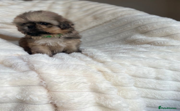 Shih Tzu dogs - Advert 1