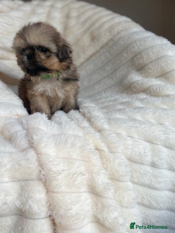 Shih Tzu dogs - Advert 1