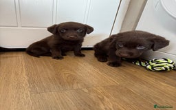 Labrador Retriever dogs for sale: Chunky chocolate labradors  - Image 6