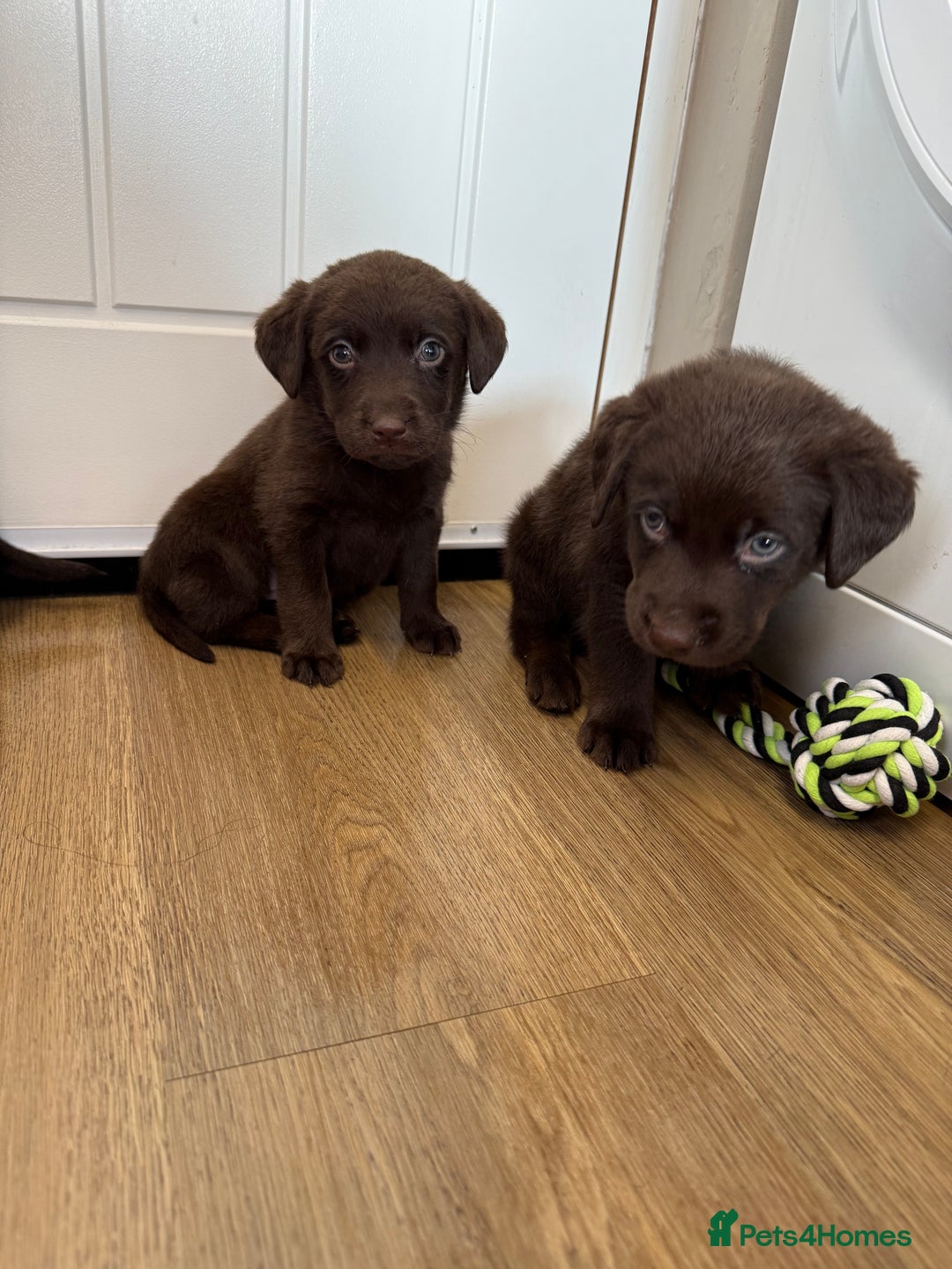 Labrador Retriever dogs for sale: Chunky chocolate labradors  - Image 6
