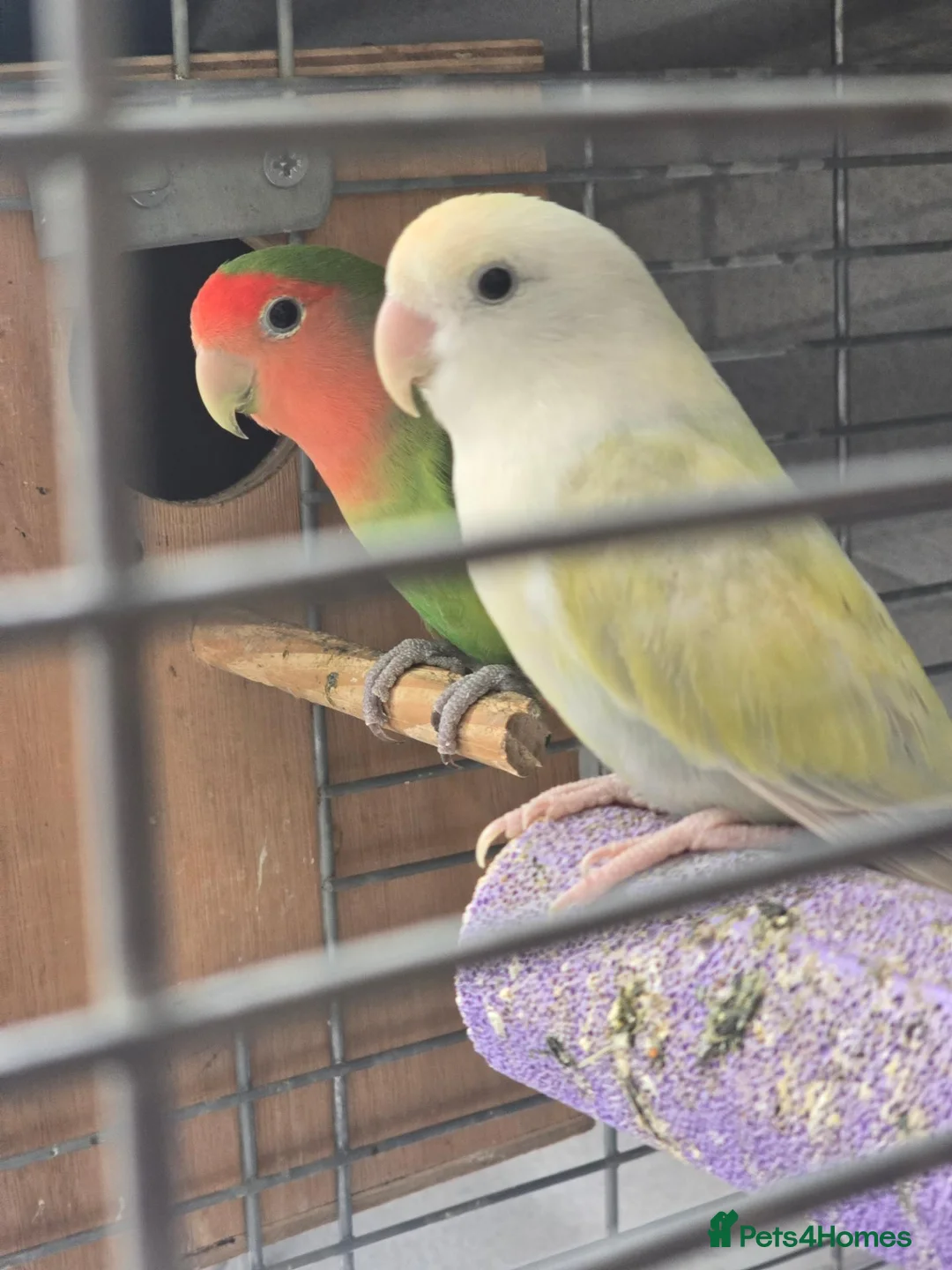 Mixed Breed birds for sale: Lovebirds  - Advert 2