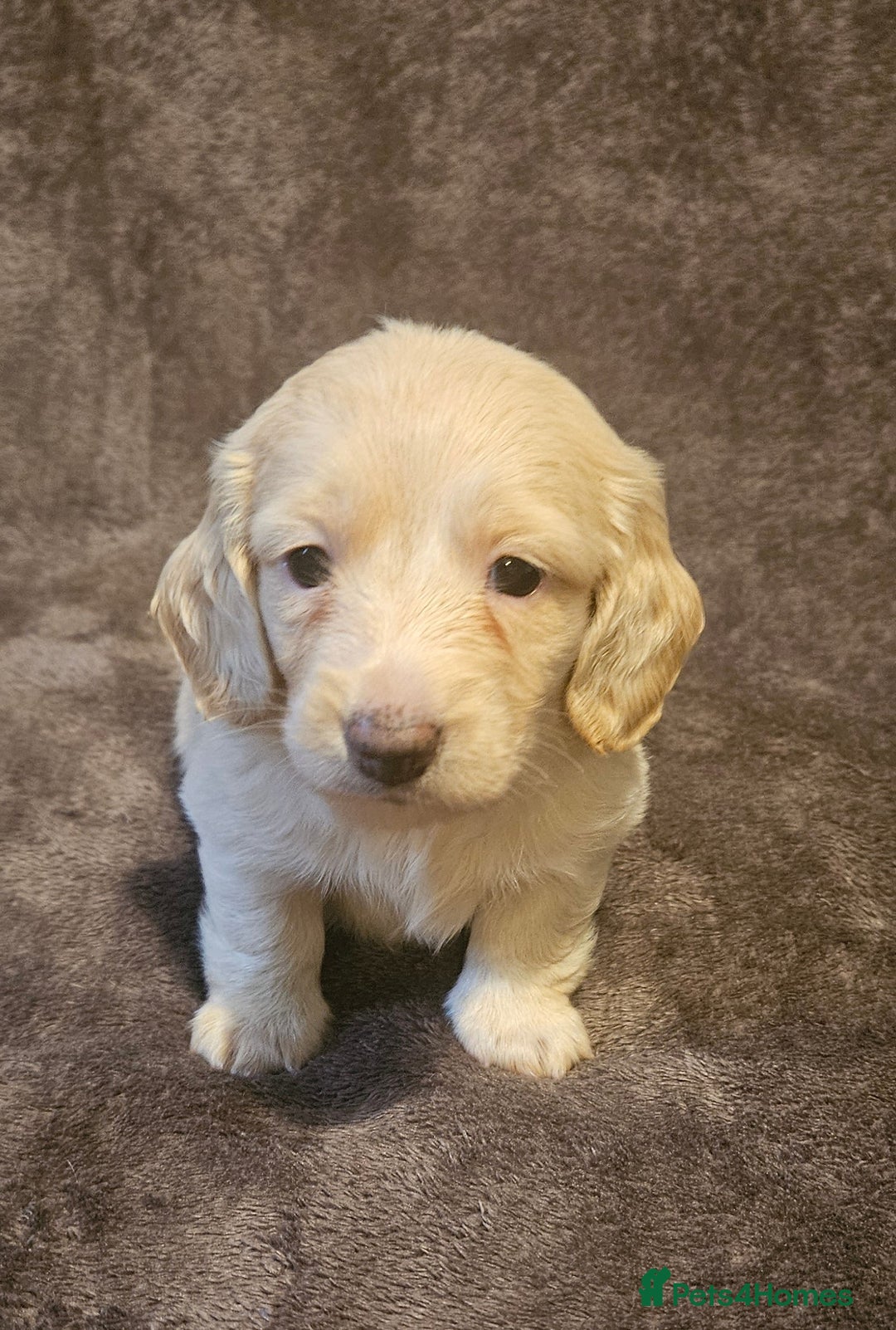 Miniature Dachshund dogs for sale: 3 adorable long hair miniature dachshund boys - Advert 12