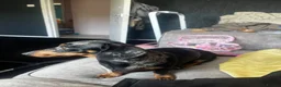 Miniature Dachshund dogs for sale: Female miniature dapple dachshund - Advert 1