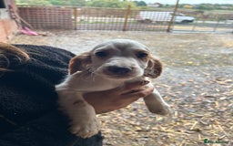 Cocker Spaniel dogs for sale: Beautiful cocker spaniel puppies❤️ - Image 11