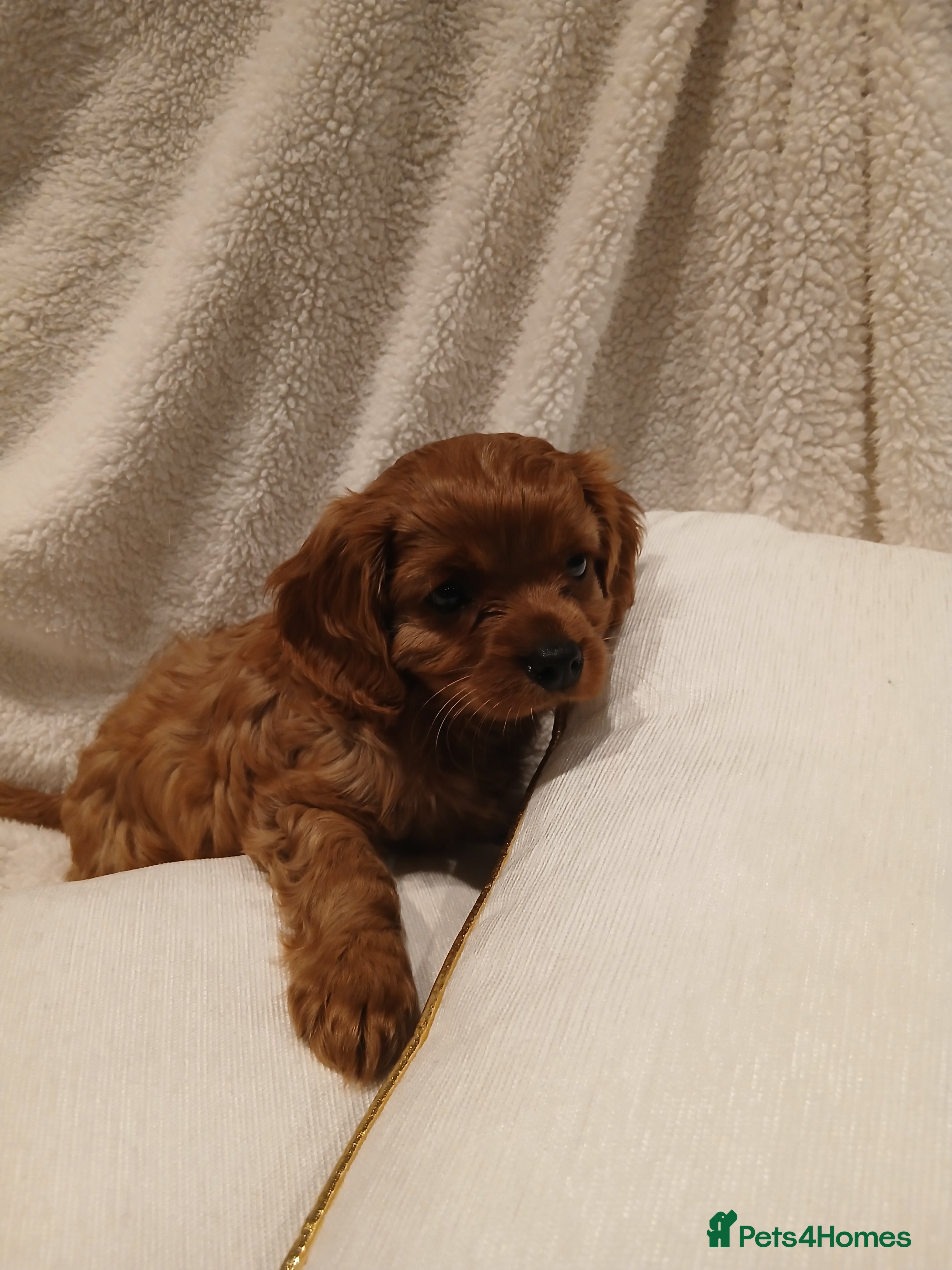 Cavalier King Charles Spaniel dogs Cavalier King Charles Spanial - Advert 2