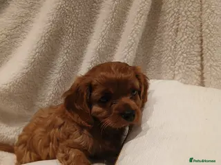 Cavalier King Charles Spaniel dogs Cavalier King Charles Spanial - Advert 2