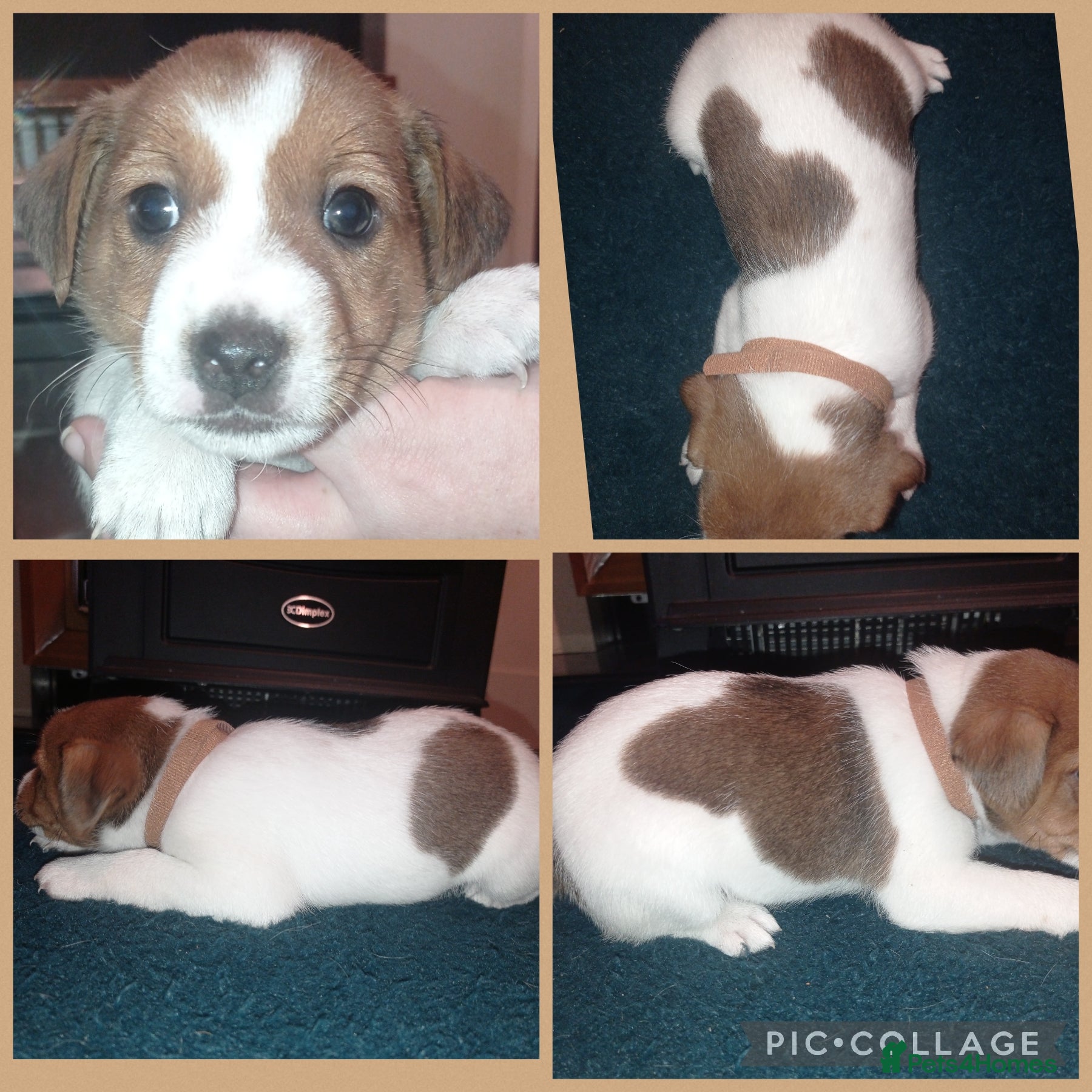 Jack Russell dogs Stunning jack russell puppies - Advert 12