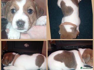 Jack Russell dogs Stunning jack russell puppies - Advert 1