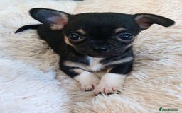 Mixed Breed dogs for sale: Chihuahua with a bit of French Bulldog puppies - Advert 30