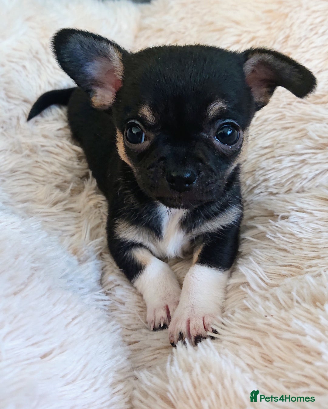 Mixed Breed dogs for sale: Chihuahua with a bit of French Bulldog puppies - Advert 30