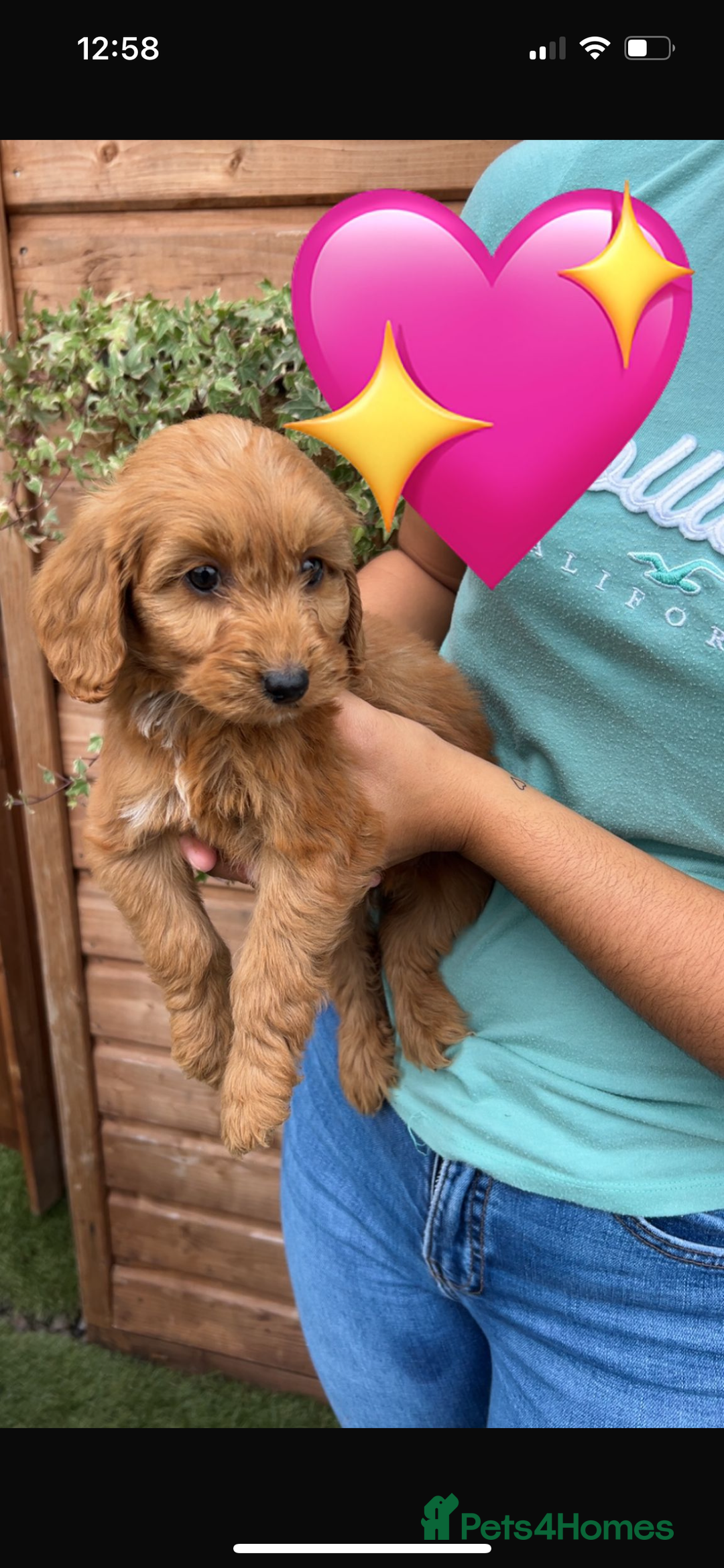Cockapoo dogs for sale: Cockapoo puppies  - Image 12