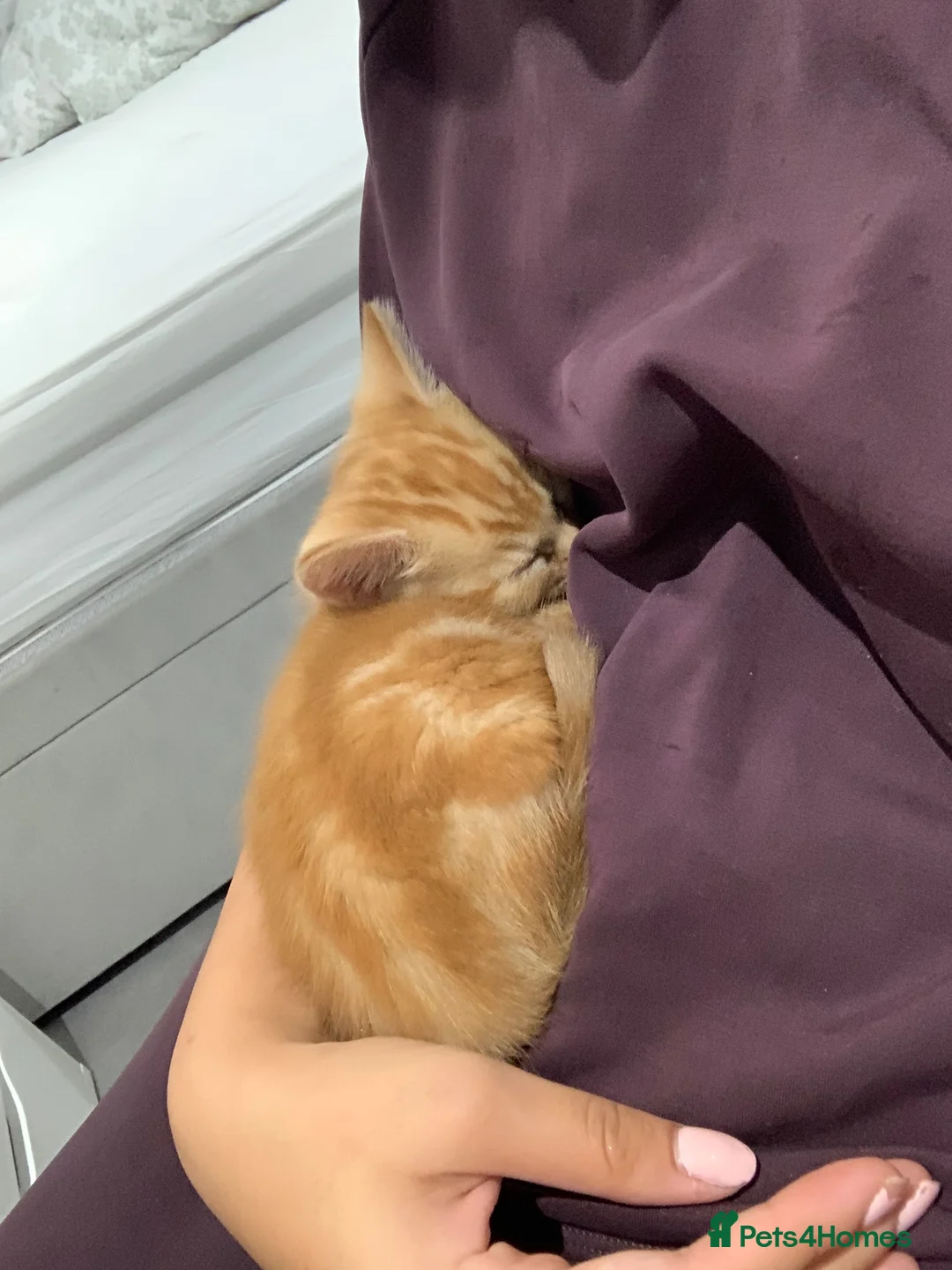 Mixed Breed cats for sale: 9 week old kitten in Greenford - Advert 2