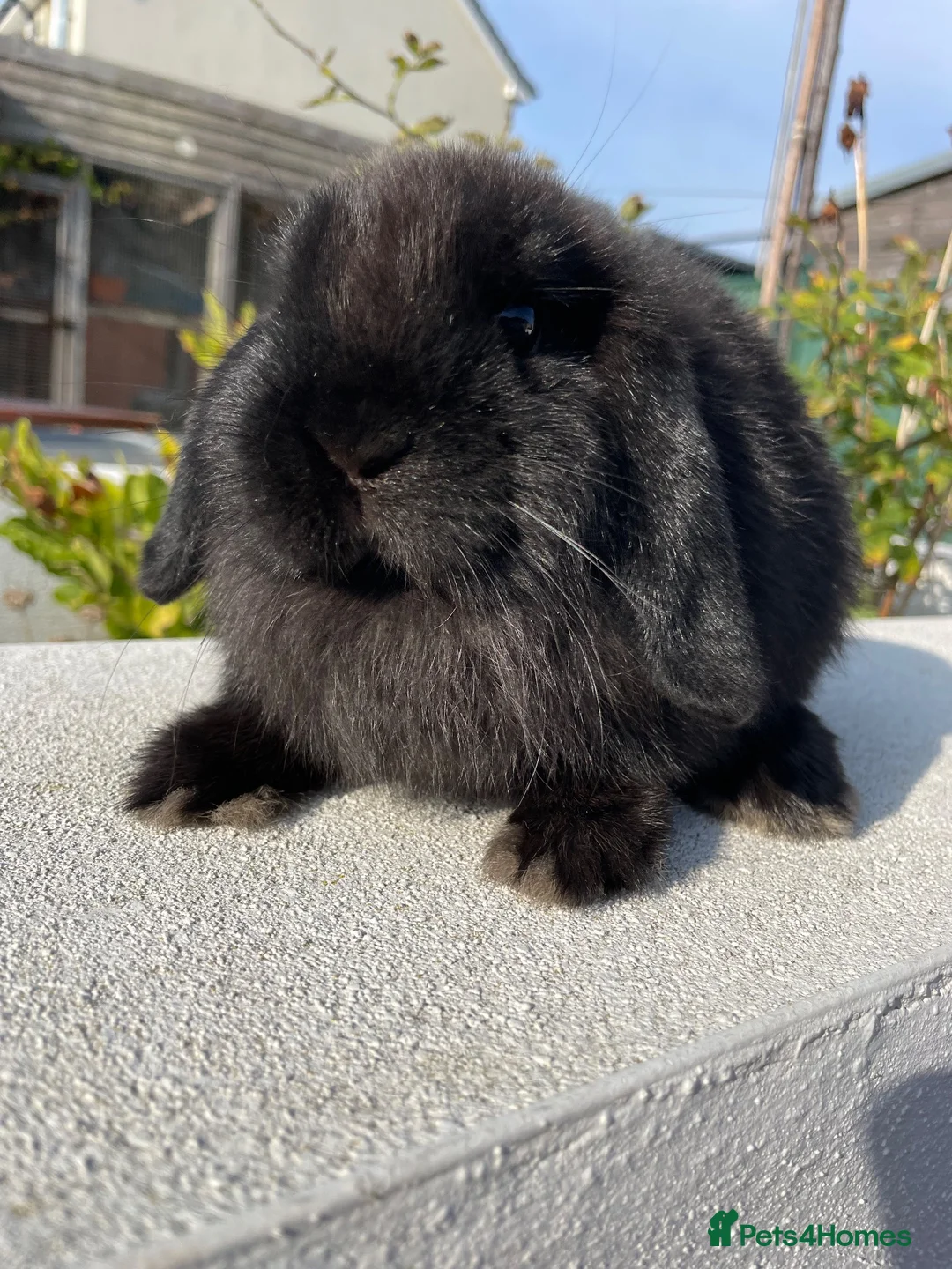 Mini Lop rabbits for sale: Very cute mini lop - looking for his forever home - Advert 1