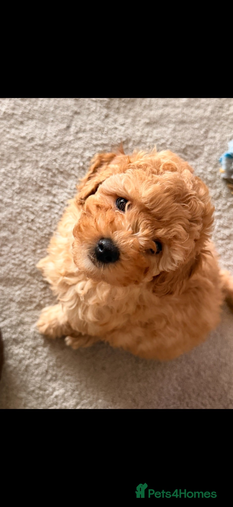 Poochon dogs 🐾 Beautiful Poochon Puppies Cream & Red🐾 - Advert 2
