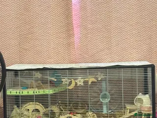 Hamster rodents Syrian Hamster & Cage for sale - Advert 1